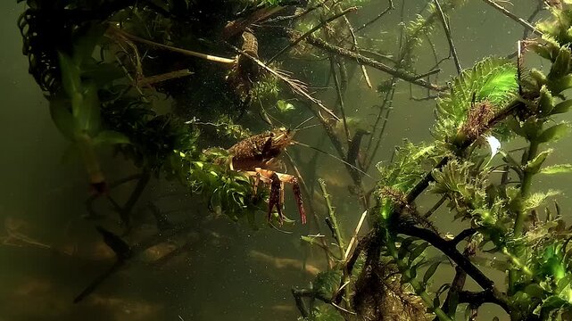 Low angle underwater shot of red swamp crayfish - Procambarus clarkii - on elodea leaves, moving antennae to detect chemical cues.