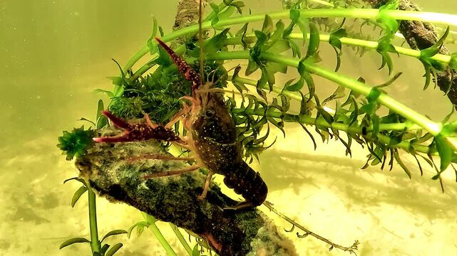Freshwater crustacean Louisiana crayfish - Procambarus clarkii - stands on underwater wood among elodea in a luminous yellow lake scene.