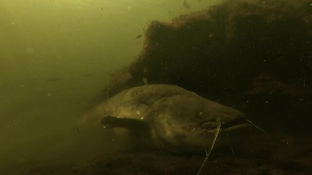 Powerful wels catfish - Silurus glanis - lies on the freshwater lakebed as the camera details its head, muscular profile and long tail.
