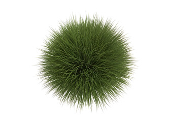 Obraz premium Green spiky sea urchin close-up