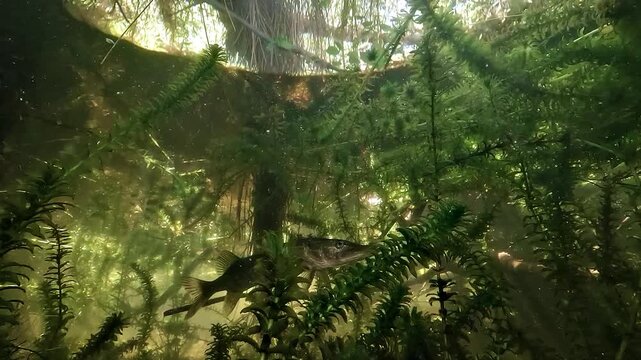 Northern pike - Esox lucius - remains still in apparent weightlessness as sunlight enhances its luminous golden body among aquatic vegetation.
