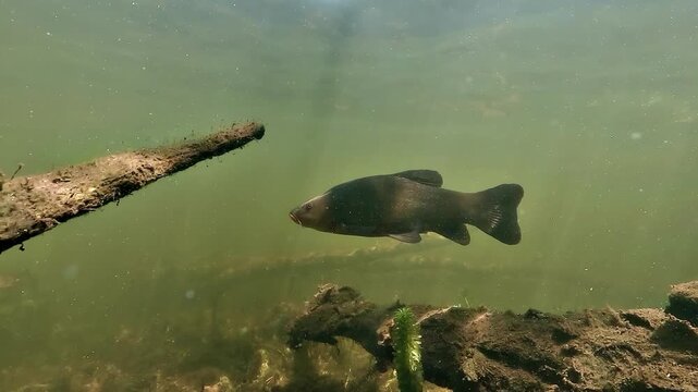Tench - Tinca tinca - crosses the scene in profile through green freshwater habitat, revealing its smooth body and slow swimming behavior.
