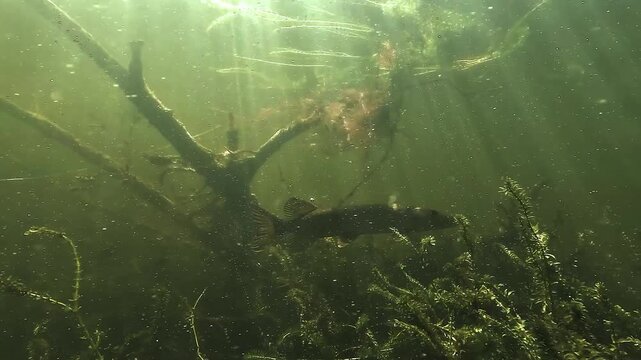 Northern pike - Esox lucius - appears as a silhouette leaving underwater branches and glides above dense vegetation while searching for prey.