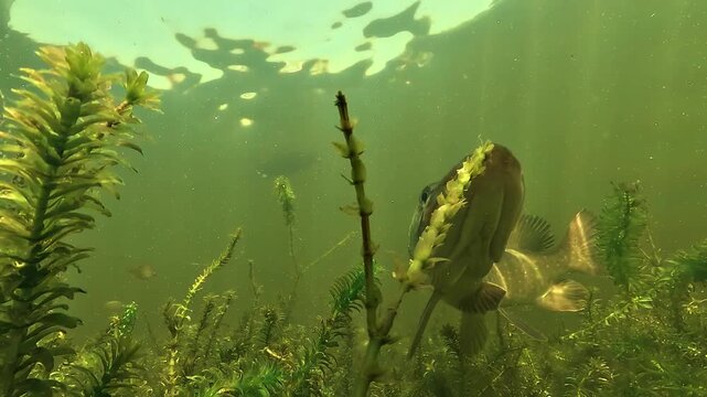 Northern pike - Esox lucius - moves above submerged vegetation as sunlight beams highlight its head and predatory features in green freshwater habitat.