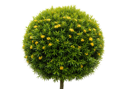 Manicured green topiary bush with yellow flowers