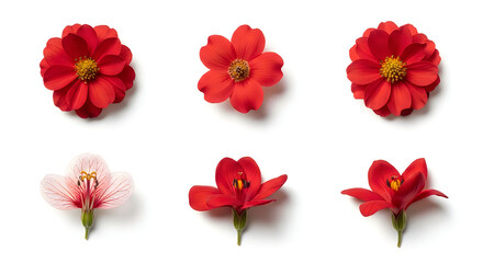 Naklejka premium Collection of various red and pink flowers arranged on white surface with blossoms arrangement collection botanical