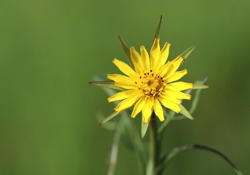 Tragopogon pratensis (goat's beard, meadow salsify, Jack-go-to-bed-at-noon) blooming in a meadow