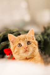 Obraz premium Cute ginger kitten with red bow