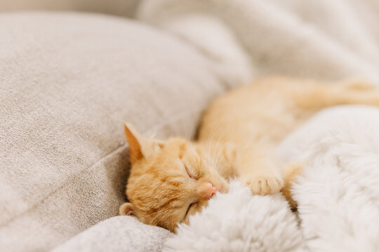 Ginger kitten sleeping on soft blanket