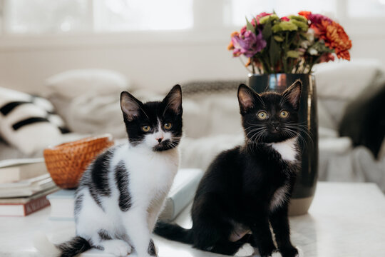 Cute tuxedo kittens indoors on table