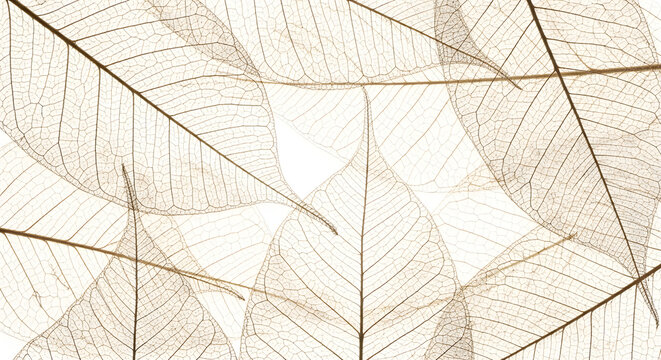 Delicate skeletonized dried leaves pattern on light background with intricate vein structure skeleton structure botanical
