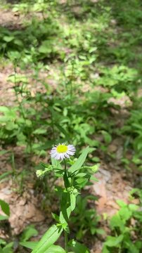 Beautiful wildflower swaying gently in the wind with birds chirping sound in sunny park vertical