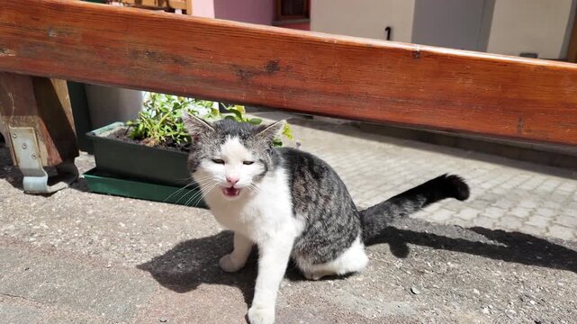 gattino che miagola miagolare gatto