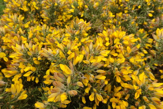 Mediterranean gorse bush blooming with yellow flowers