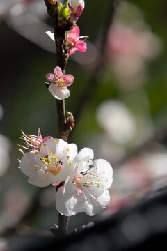 Apricot blossoms in spring