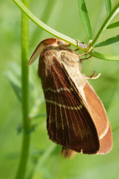 Closeup on a fresh emerged and metamorphosed Fox moth, Macrothylacia rubi, Lasiocampidae hanging in vegetation