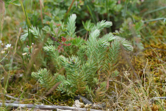 Closeup on a green succulent reflexed stonecrop, Sedum rupestre