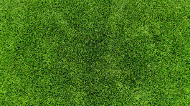 Lush green grass texture aerial view