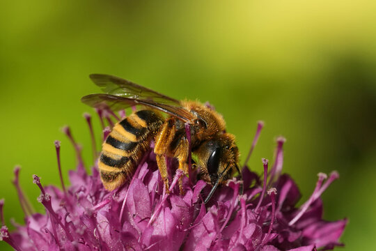 Closeup on a female great banded furrow bee, Halictus scabiosae on a Knautia macedonica