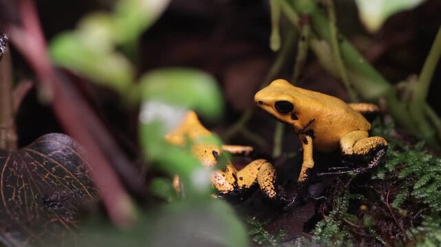 a pair Phyllobates terribilis "golden poison dart frog" seen close up on grass foraging, Golden poison dart frog seen close up