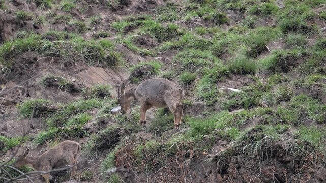 Himalayan Goral Grazing on Mountain Slope in Uttarakhand India, Wild Goat Antelope in Natural Habitat, 4K Wildlife