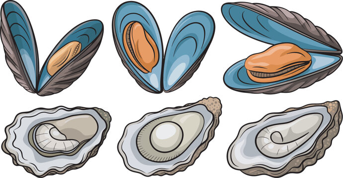 Mussels and oysters vector illustration set, seafood shellfish collection for marine cuisine, restaurant menu design, ocean food branding and culinary graphics.