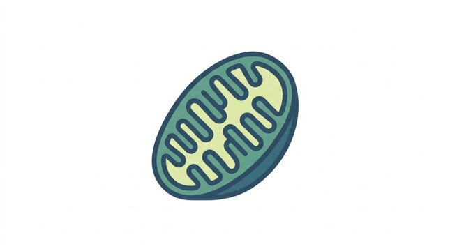 Mitochondrion Cell Organelle Biological Structure Illustration.