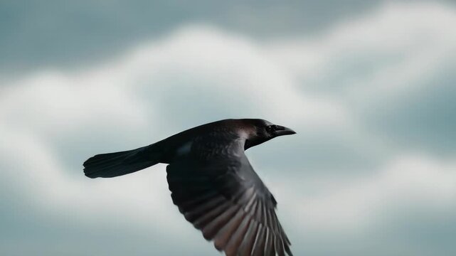Dynamic flock of black pigeons soaring through cloudy sky with spread wings