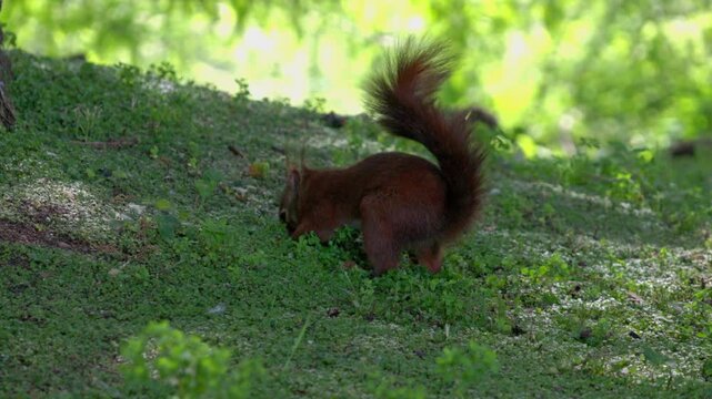 Eurasian red squirrel searches for food in Gijon city park. Wildlife of Asturias, Spain