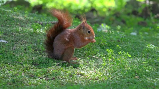 Wild red squirrel eating on green grass in public park in Gijon, Asturias, Spain. Eurasian squirrel in Spain