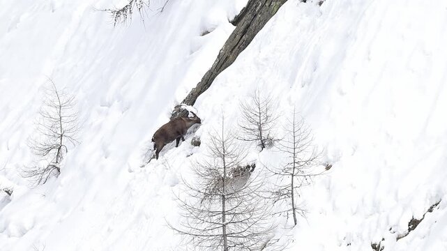 Wild Alps, the mountain ibex male covered by snow (Capra ibex)