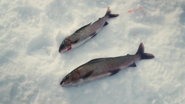 Two freshly caught grayling fish lie on snow after ice fishing in the mountains. Useful for fishing, winter survival, food sourcing, and outdoor lifestyle content.