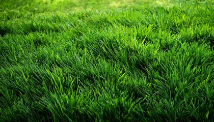 Fototapeta premium Green Grass Texture Can Be Use As Background