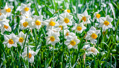 Fototapeta premium White daffodils on a green natural background 