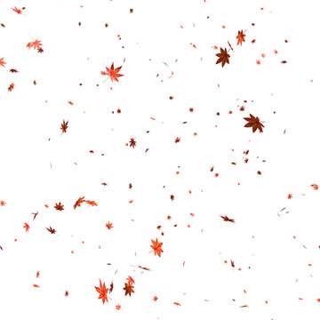 Falling Red Japanese Maple leaves