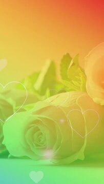 Vertical video: Warm wash starting rainbow sweeping, roses lying as hearts drifting showing petals