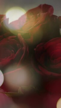 Vertical video: String lights starting bokeh drifting over deep red rose cluster, revealing texture