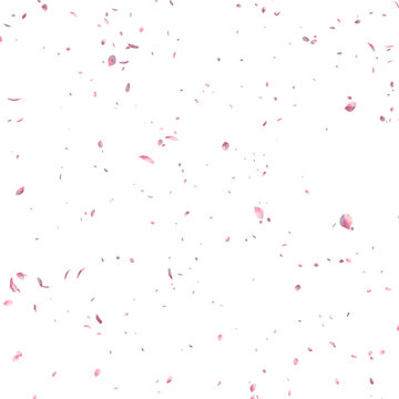 Falling pink sakura petals