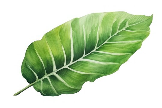 Leaf plant green xanthosoma.