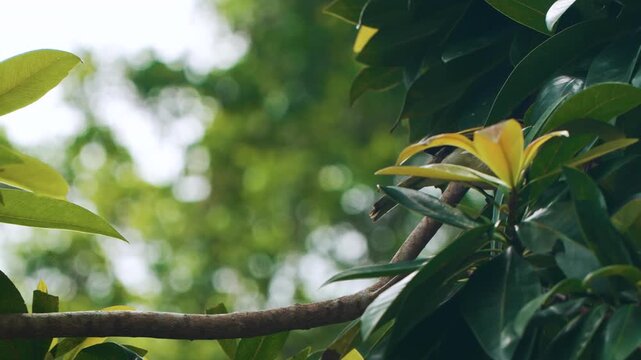 Light-vented bulbul Pycnonotus sinensis hopping and jumping onto tree branch surrounded by sunlit green tropical foliage in lush garden