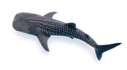 Obraz premium Large whale shark swimming in the deep blue ocean