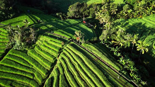Scooter and people moving along narrow road through rice terraces, everyday life in rural farmland with lush green fields and curved terrace patterns in soft morning light aerial drone footage.