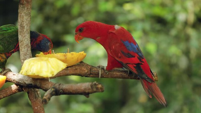 Vibrant red lory Eos bornea and blue-streaked lorikeet feeding together on fresh pineapple and mango at fruit feeder in Edward Youde Aviary Hong Kong Park