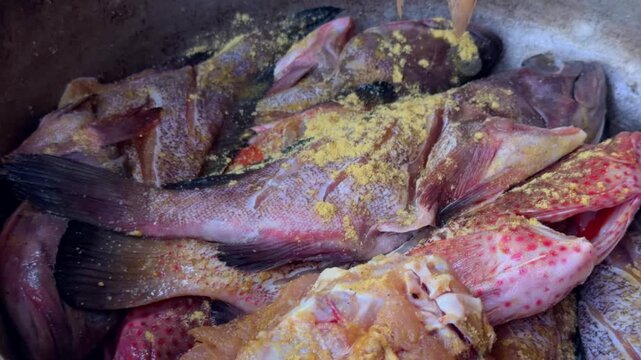 Close-up of fresh raw red snapper fish being held with metal tongs over pot of fish for traditional cooking