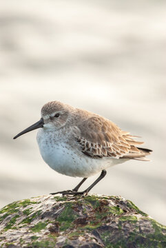 Small Dunlin sandpiper bird perched on an algae covered rock