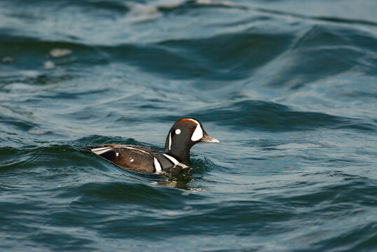 A male Harlequin duck swims in choppy water