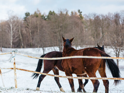 Two beautiful horses in winter paddock covered with snow. A group of domestic horses standing and walking in an outdoor paddock or farm enclosure during a cold winter day, with a snow-covered ground 