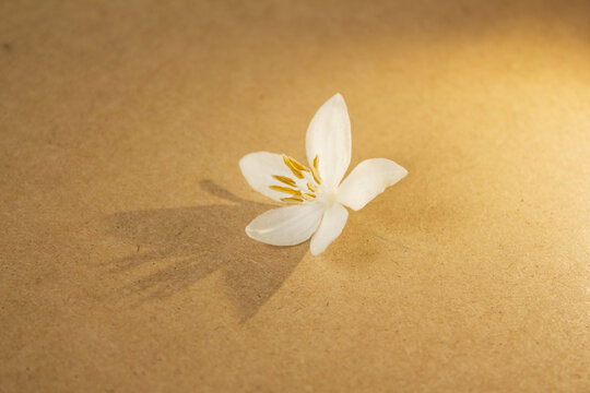 It is a wooden board background and Styrax japonica flowers.