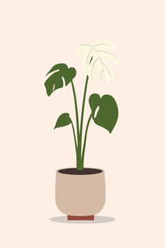 Elegant Variegated Monstera Albo Plant in Minimalist Vector
