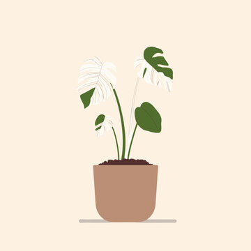 Elegant Variegated Monstera Albo Plant in Minimalist Vector